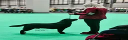 Labrador Retriever dogs for sale: Black Purebred Pedigree Show Line look Labradors - Advert 8