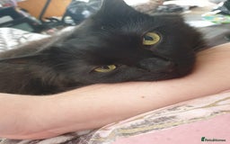 British Longhair cats for sale: Beautiful Male Neutered Black House Cat - Image 4