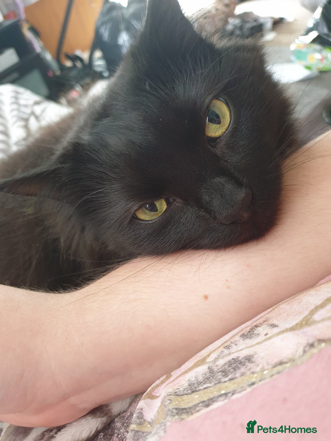 British Longhair cats for sale: Beautiful Male Neutered Black House Cat - Image 4