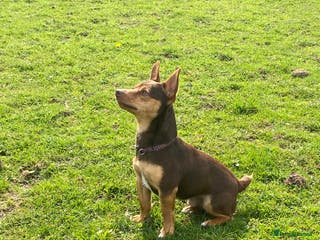 Jack Russell dogs for stud: Miniature Chocolate and Tan Jack Russell For Stud in Ebbw Vale - Advert 1