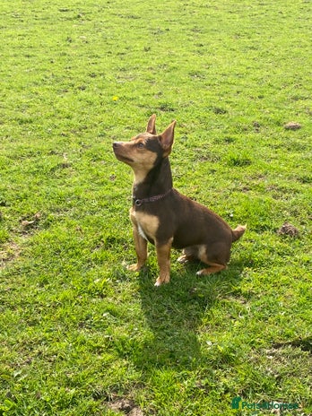 Jack Russell dogs Miniature Chocolate and Tan Jack Russell For Stud in Ebbw Vale - Advert 1