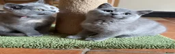 British Shorthair cats for sale: LAST KITTEN  GCCF Reg.  sweetest nature  - Advert 4