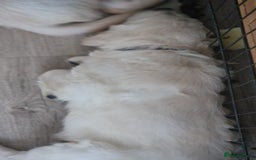 Golden Retriever dogs for sale: 🐾🐕 3 male Golden Retriever Puppies 🐶 🐕‍🦺 - Image 8