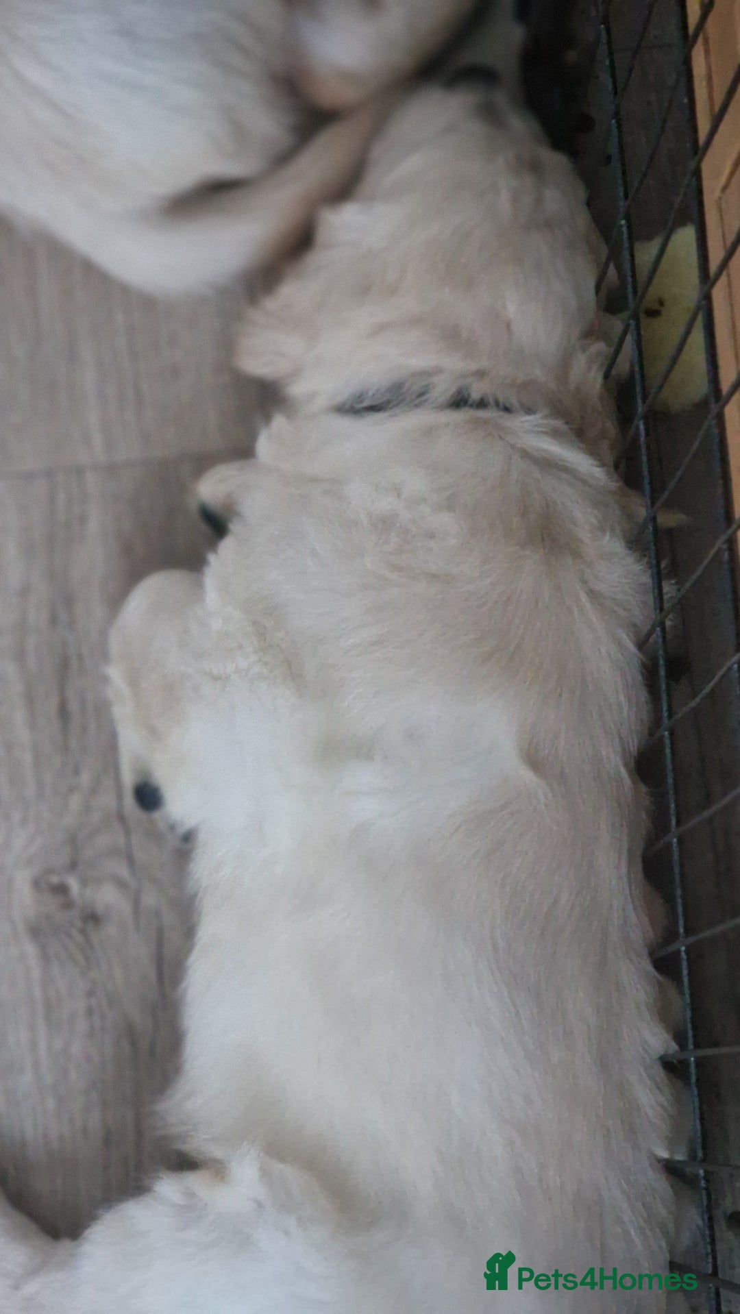 Golden Retriever dogs for sale: 🐾🐕 3 male Golden Retriever Puppies 🐶 🐕‍🦺 - Image 8