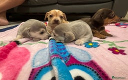 Chiweenie dogs for sale: CHIWEENIE PUPS READY 10TH NOVEMBER  - Image 24