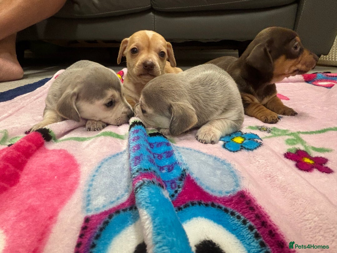 Chiweenie dogs for sale: CHIWEENIE PUPS READY 10TH NOVEMBER  - Image 24