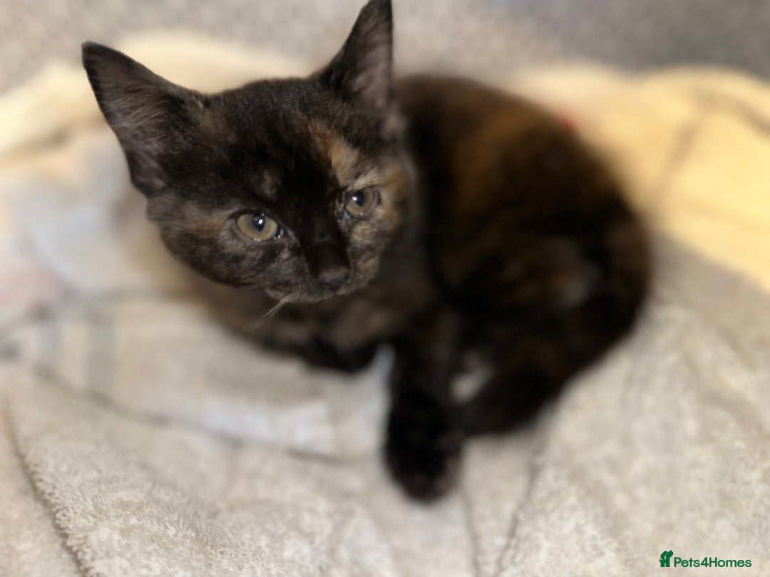 Domestic Shorthair cats for sale: Playful kittens  - Image 4