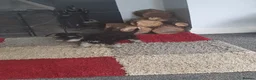 Miniature Schnauzer dogs for sale: 3 stunning Mini schnauzer girls - Advert 5
