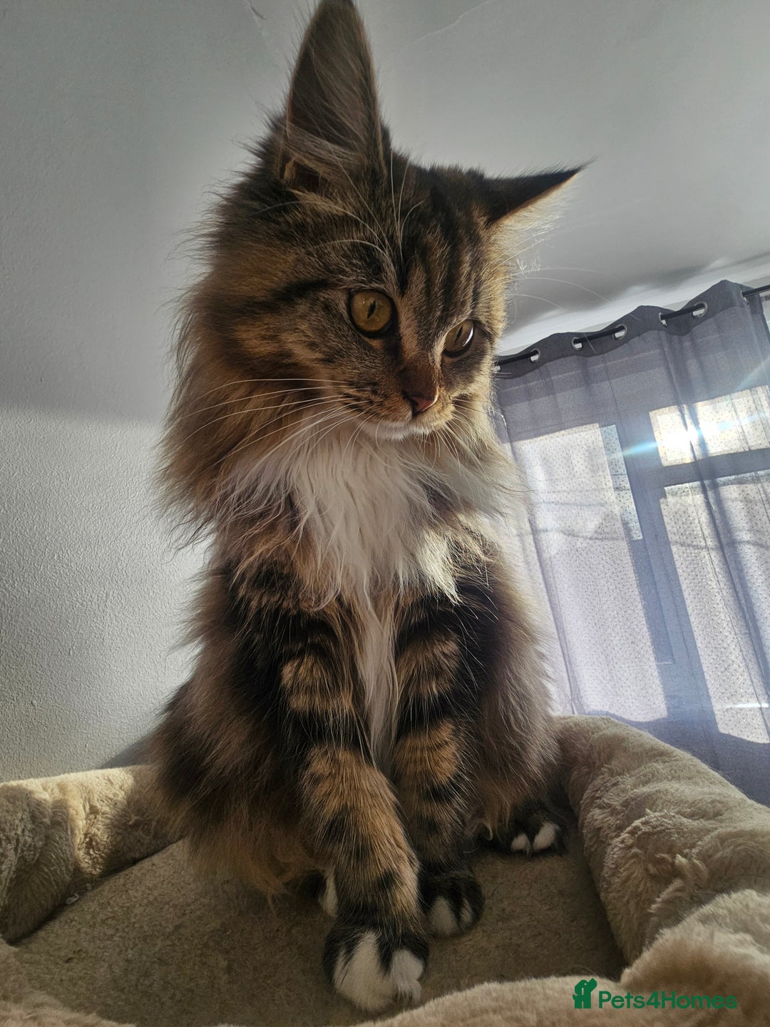 Maine Coon cats for sale: MAINE COON MIA  - Advert 6