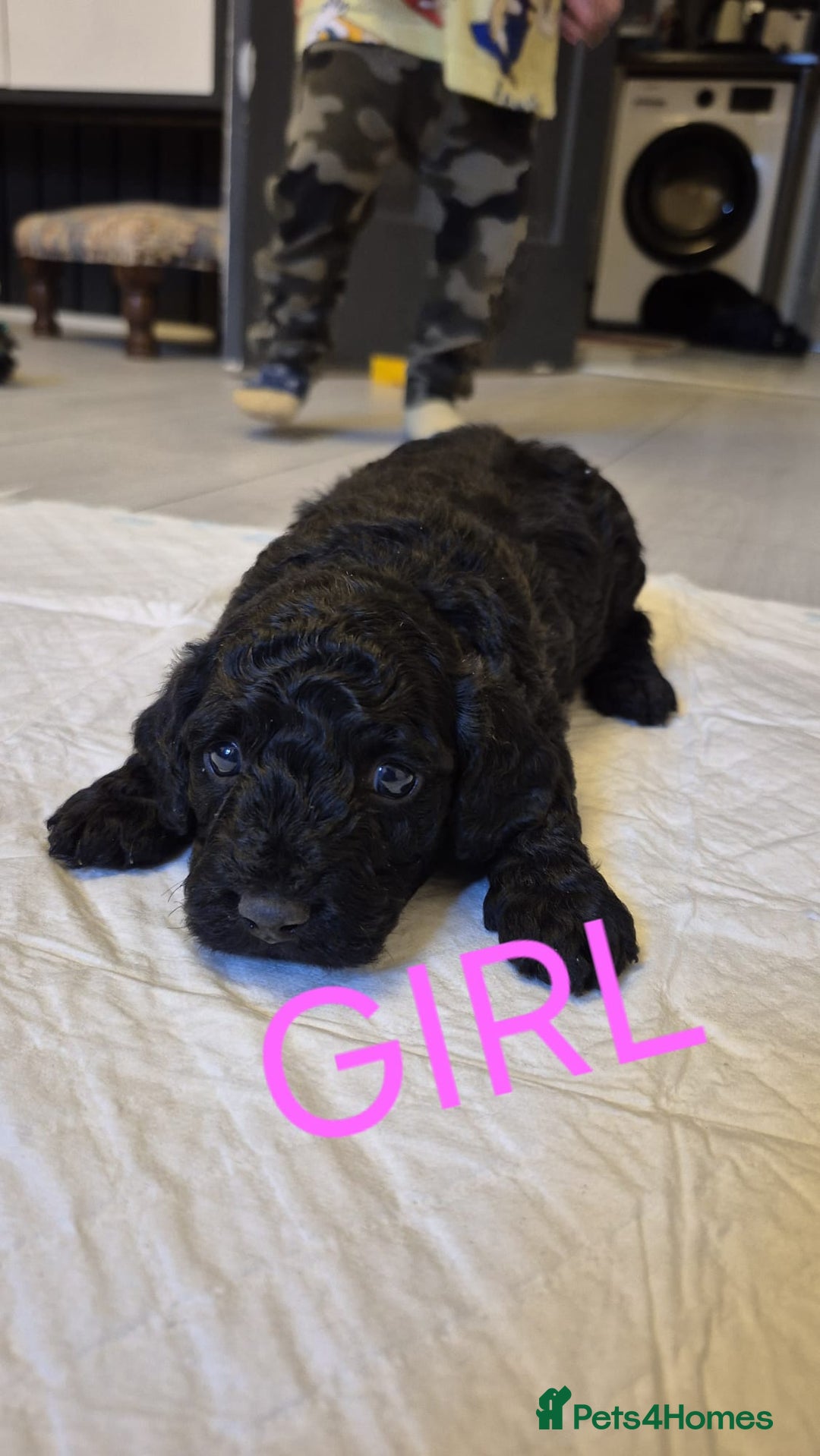 Cockapoo dogs for sale: Cockapoo Puppies - Image 5