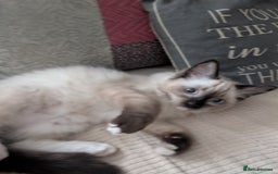 Ragdoll cats for sale: GCCF registered exclusive quality kittens - Image 9