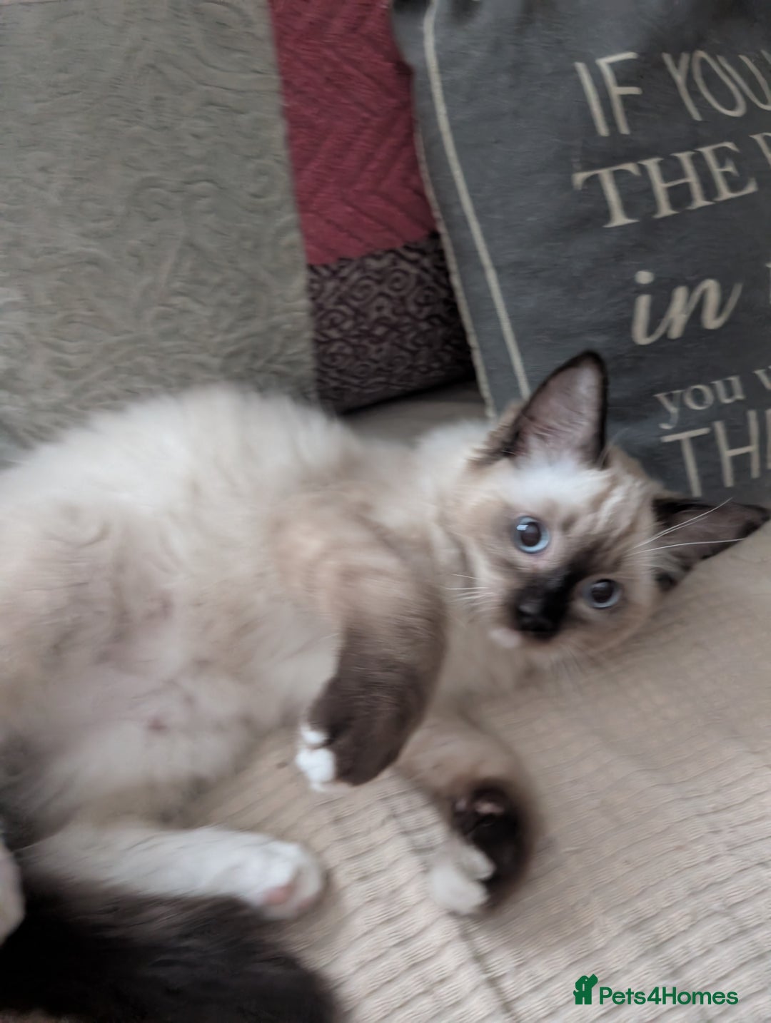 Ragdoll cats for sale: GCCF registered exclusive quality kittens - Image 9