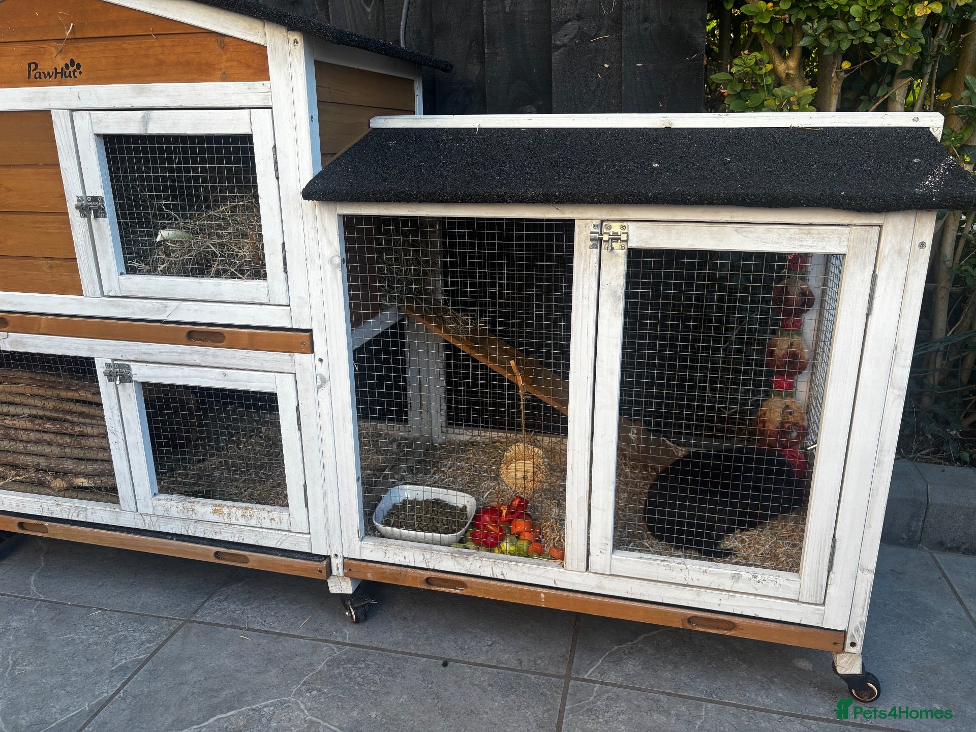 Guinea Pig rodents 2 lovely boys with all the gear - Advert 5