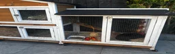 Guinea Pig rodents for sale: 2 lovely boys with all the gear in Rushden - Advert 1