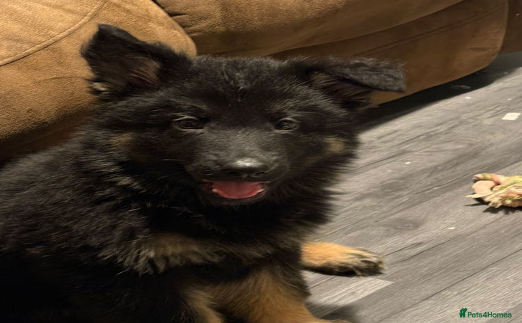 German Shepherd dogs - Advert 16