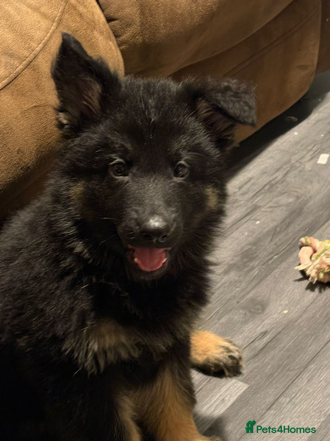 German Shepherd dogs for sale: Ready Now-KC, health Tested German Shepherd Pups - Image 1