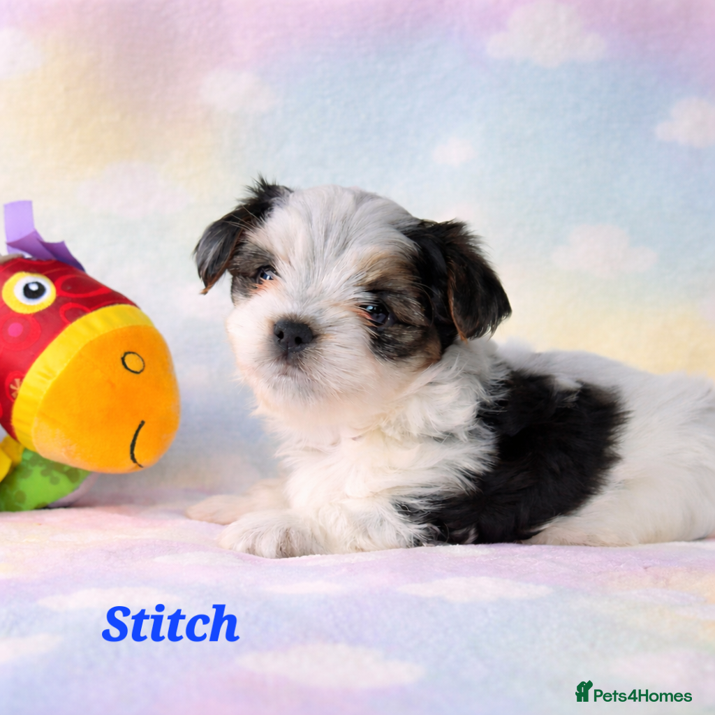 Yorkshire Terrier dogs 1 boy Biewer Terrier left🥰 - Advert 3