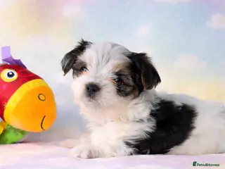 Yorkshire Terrier dogs 1 boy Biewer Terrier left🥰 - Advert 3