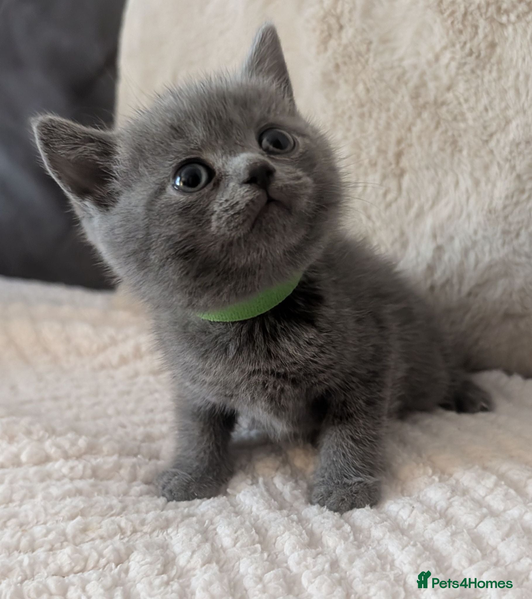 British Shorthair cats British shorthair kittens  - Advert 4