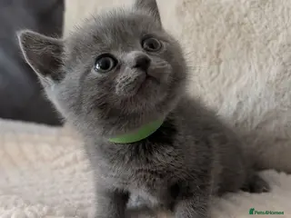 British Shorthair cats British shorthair kittens - Advert 4