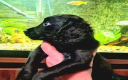 Cockapoo dogs for sale: READY TO LEAVE 4TH OF DECEMBER - Advert 27