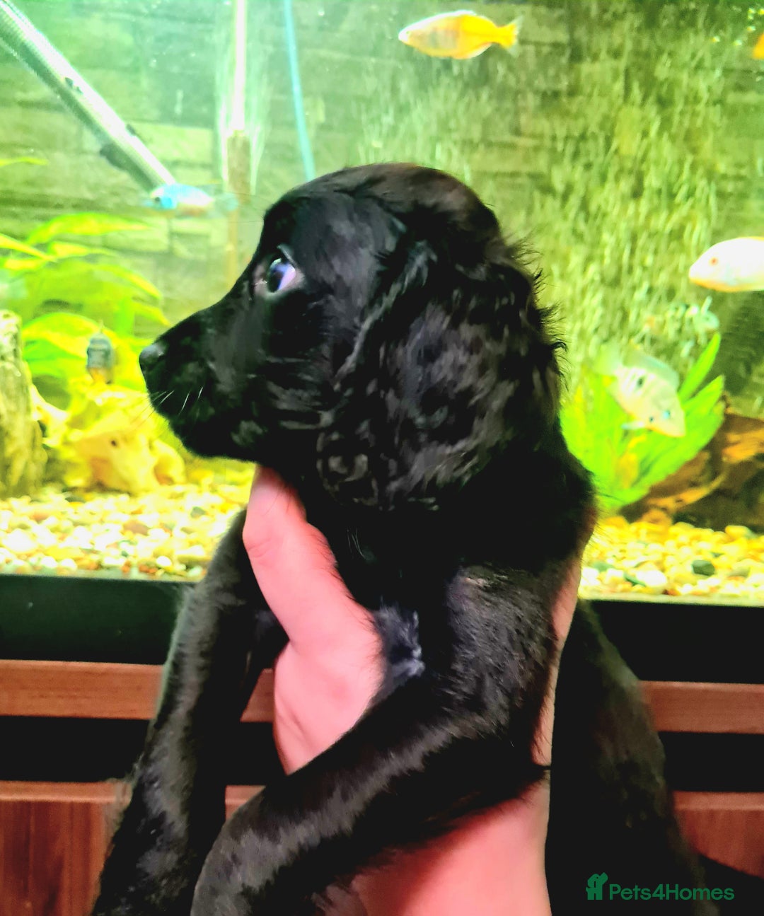 Cockapoo dogs for sale: READY TO LEAVE 4TH OF DECEMBER - Advert 27