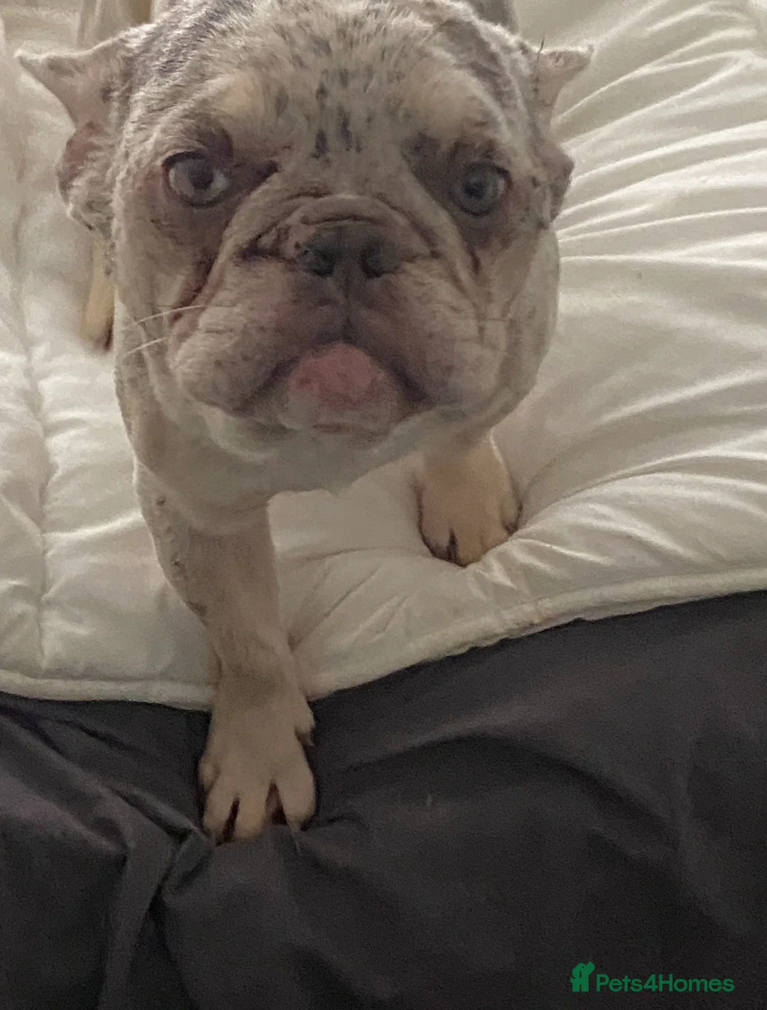 French Bulldog dogs for sale: daisy 6 1/2 yr old fem Frenchie - Advert 4