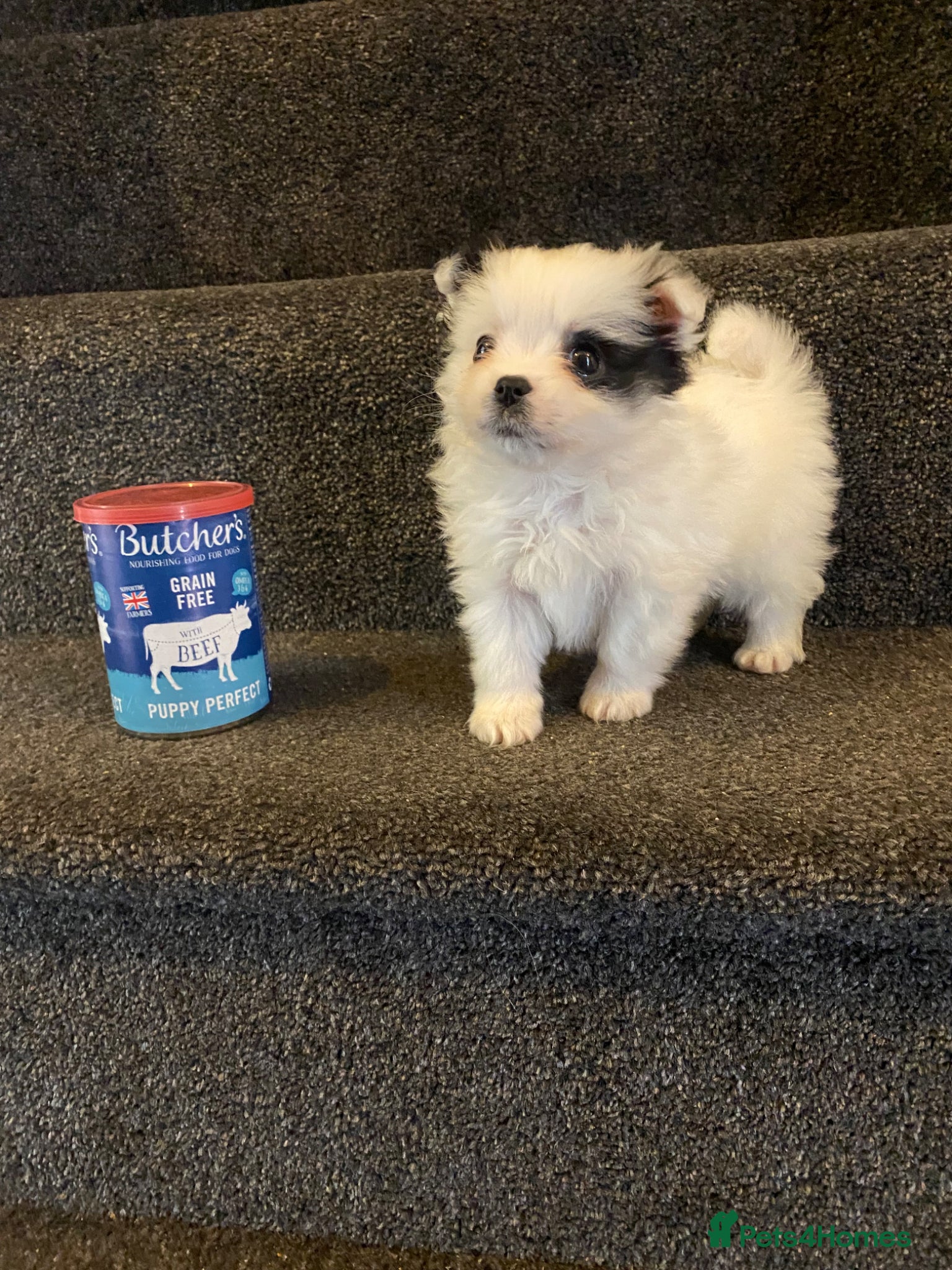 Maltipom dogs Maltese x Pomeranian Puppies - Advert 2