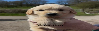 Golden Retriever Puppy 5 - Pink girl