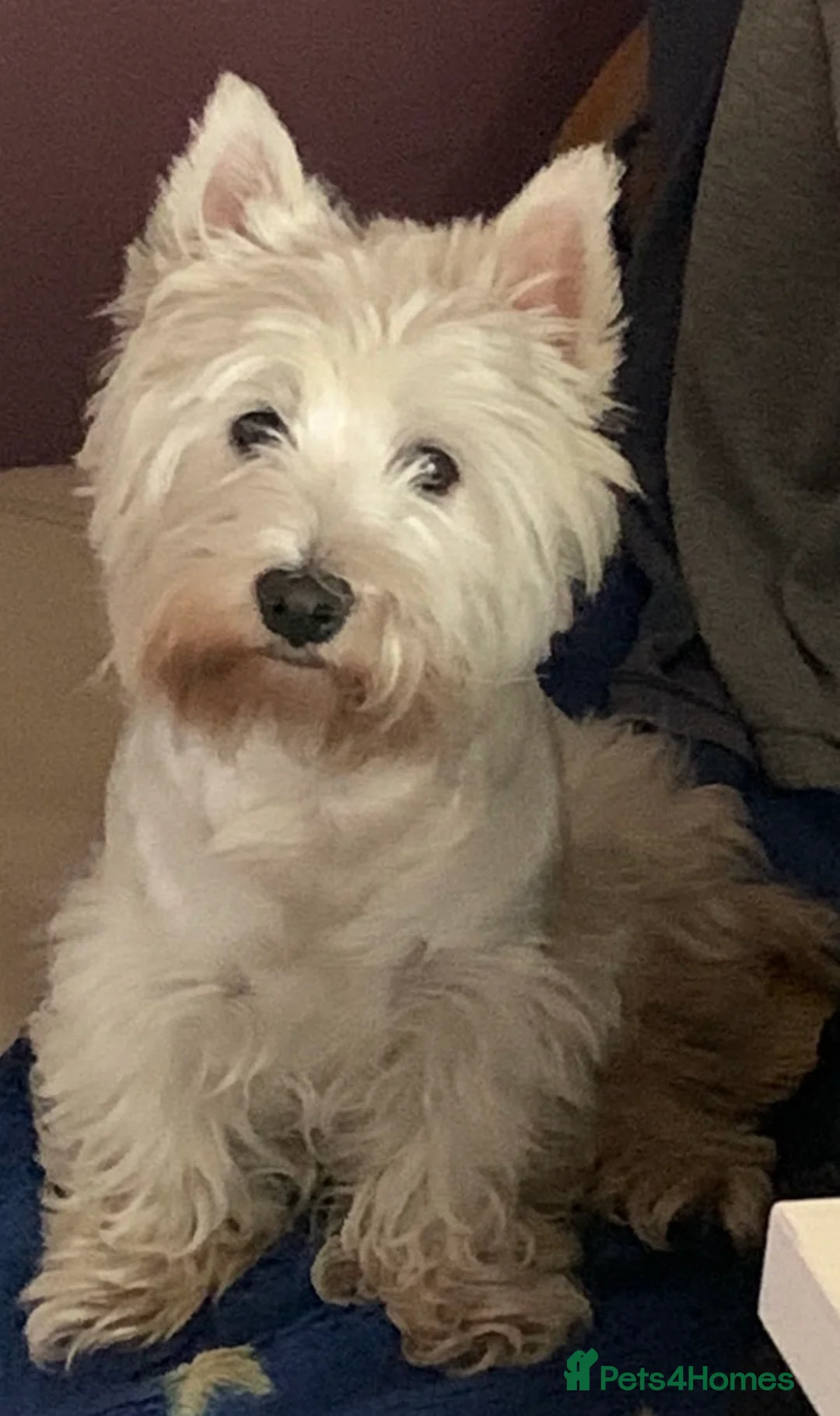 West Highland Terrier dogs for sale: West Highland Girl looking for new home  - Advert 1