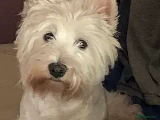 West Highland Terrier dogs West Highland Girl looking for new home - Advert 1
