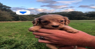 Cocker Spaniel dogs - Advert 14