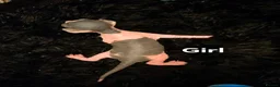 Sphynx cats for sale: Blue eyes Sphynx kitten TICA & GCCF show cats  - Advert 15