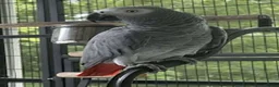 Parrots birds for sale: Premium African Grey Parrots–Family Pets in Colwyn Bay - Advert 4