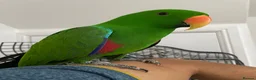 Parrots birds for sale: Tame and talkative eclectus parrot  - Advert 2
