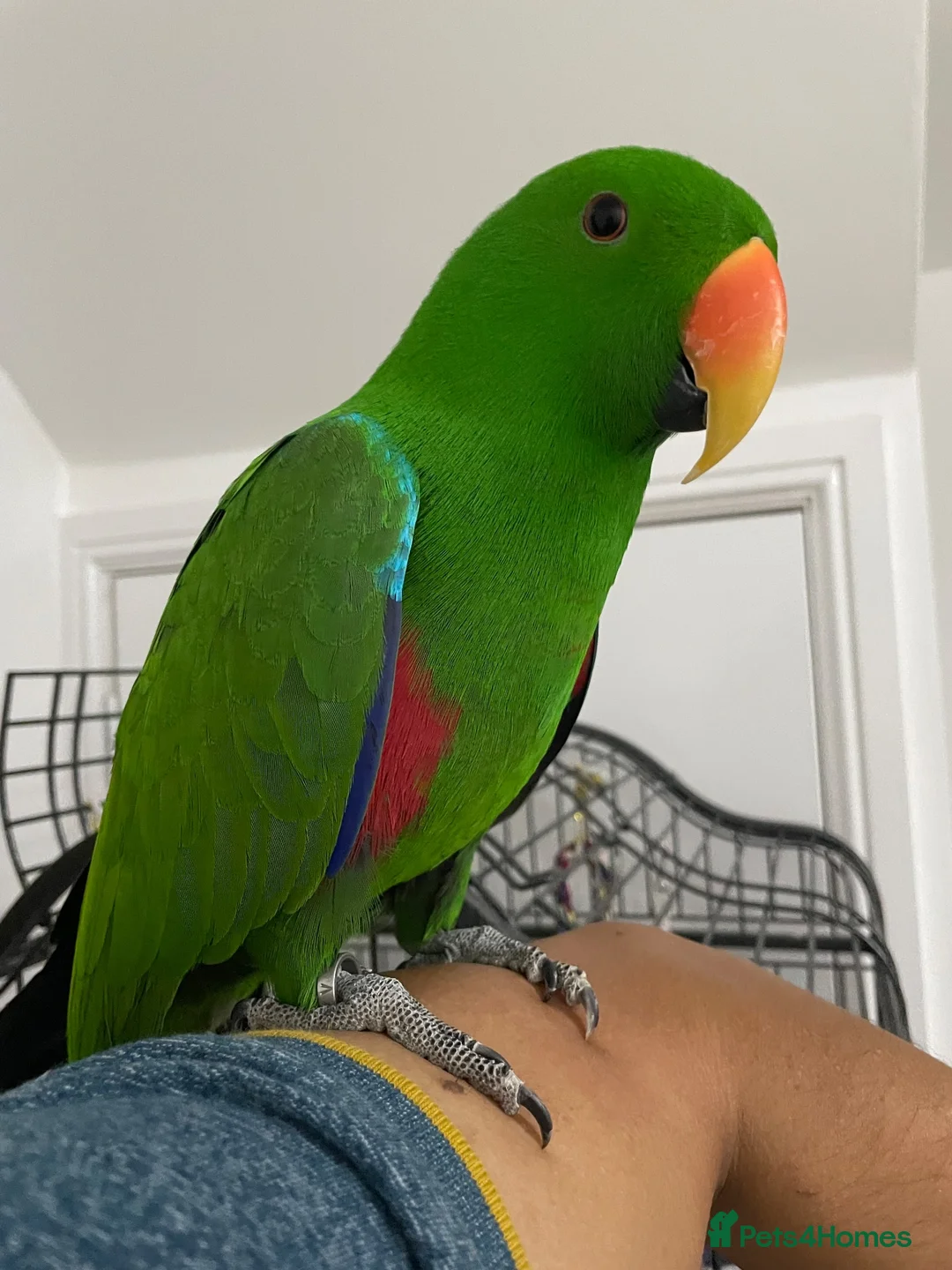 Parrots birds for sale: Tame and talkative eclectus parrot  - Advert 2