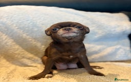 Chihuahua dogs for sale: CHIHUWAHUA PUPPIES. SMOOTH COAT. KC REG. - Image 5