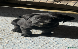 Labrador Retriever dogs for sale: Stunning fox red & black Labrador puppies  - Image 12