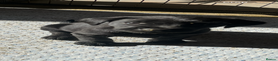 Labrador Retriever Puppy 2