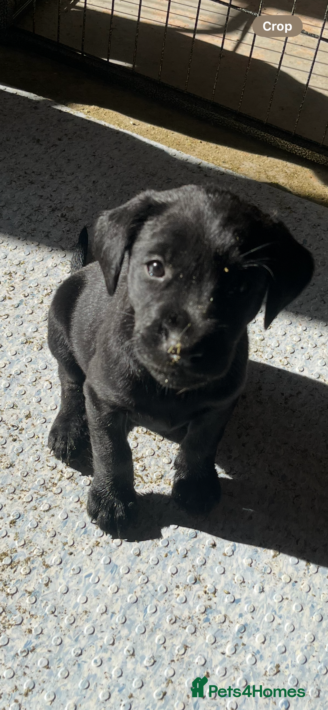 Labrador Retriever dogs for sale: Stunning fox red & black Labrador puppies  - Image 12