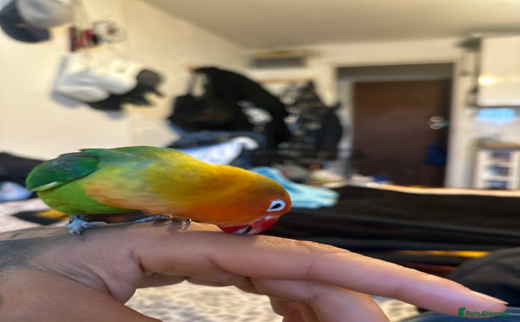 Lovebirds birds - Advert 3