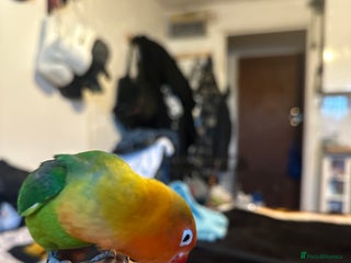 Lovebirds birds - Advert 4