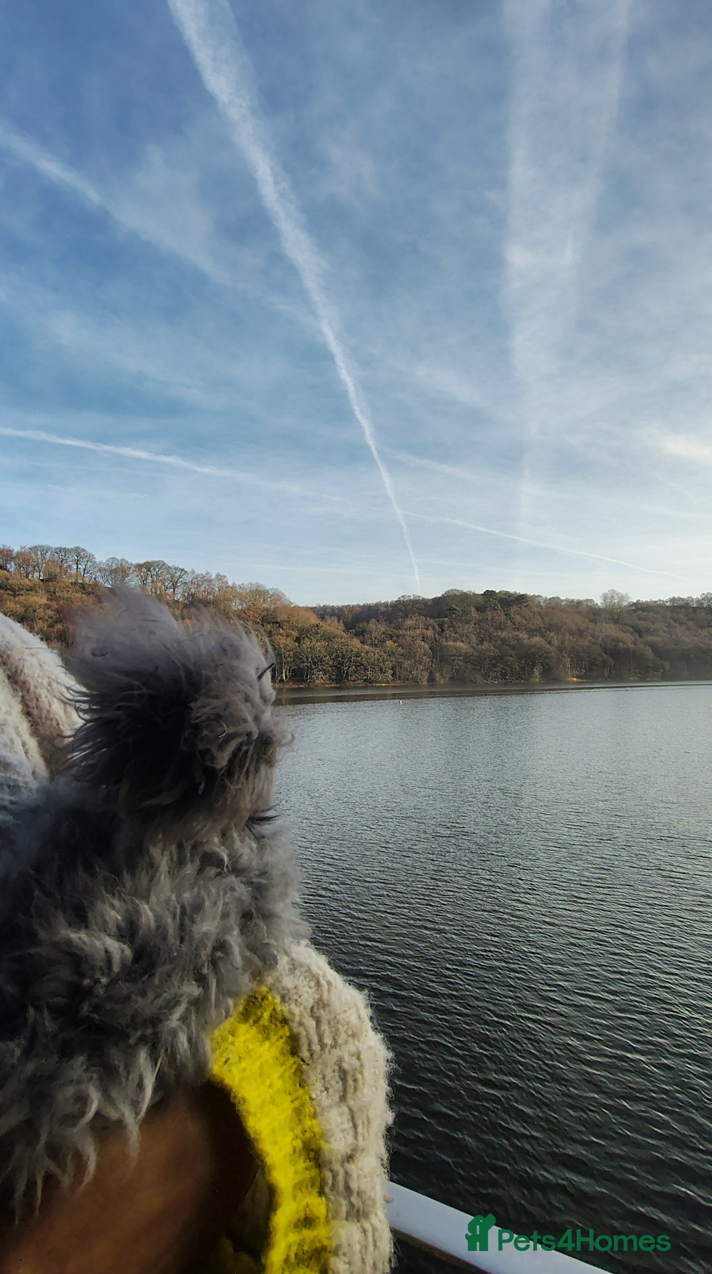 Angora rabbits ✻ Stunning Pure Bred Angora Rabbits ✻ - Advert 1