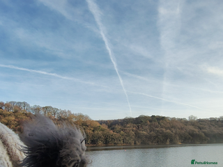 Angora rabbits ✻ Stunning Pure Bred Angora Rabbits ✻ - Advert 1