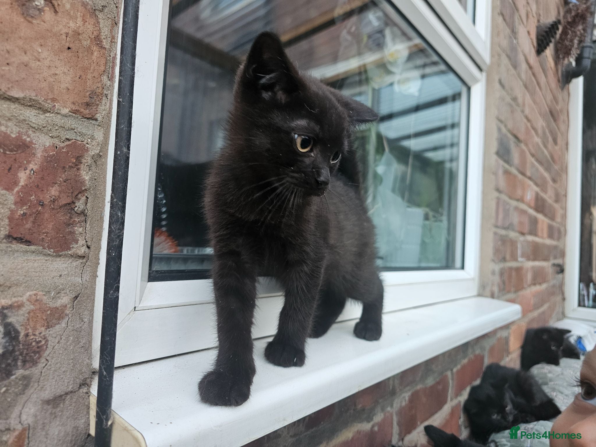 Mixed Breed cats Sweet kittens for sale - Advert 2