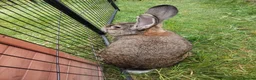 Continental Giant rabbits for sale: Pure continental giant rabbit male  - Advert 3