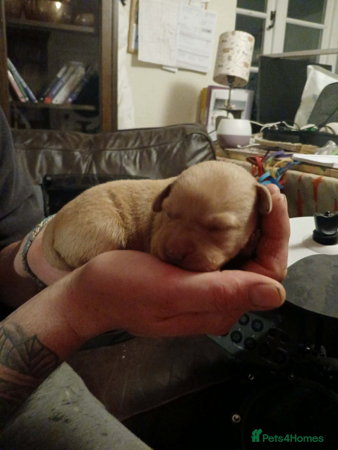 Labrador Retriever dogs for sale: Beautiful Labrador Puppies for sale - Advert 4