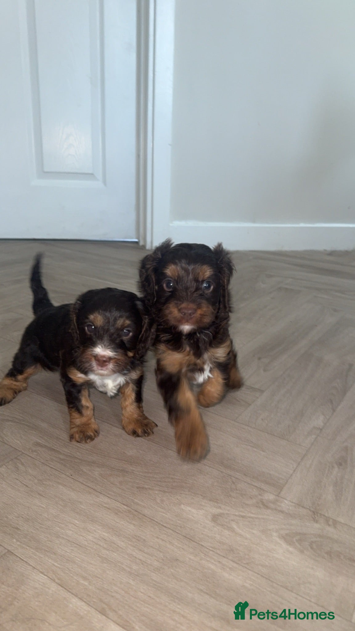 Cavapoo dogs F1 Cavapoos  - Advert 18
