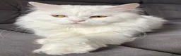 Persian cats for sale: Handsome White Persian Male Cat - Advert 5