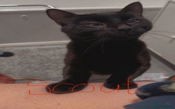 British Longhair cats for sale: 2 Male Cats - Image 4